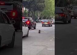 Enlace a Un perro con un palo detiene el tráfico