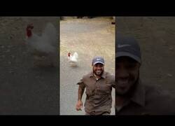 Enlace a A esta gallina no le caen bien los repartidores