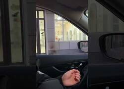 Enlace a Tener este pájaro como mascota sale rentable