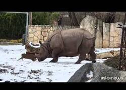 Enlace a El rinoceronte del zoo de Breslavia tiene un nuevo amigo