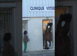 Enlace a Extraña visita al veterinario