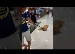 Enlace a Este perro no tenía ganas de ir de compras