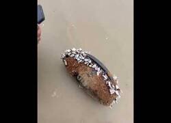 Enlace a Encontraron un altavoz que estuvo flotando en el mar durante meses y funcionaba a la perfección