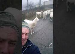 Enlace a Cuando tus ovejas te hacen los coros