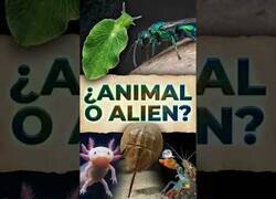 Enlace a 5 animales que parecen extraterrestres