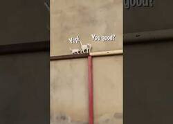 Enlace a Mamá gato se preocupa por su cría cada 10 pasos