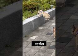 Enlace a Otros perros vs mi perro