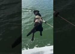 Enlace a Este perro solo quería hacer un nuevo amigo