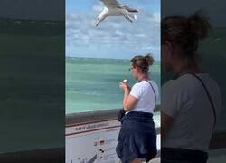 Enlace a Esta gaviota trazó un minucioso plan para robar un helado