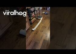 Enlace a Mi roomba se está disfrazando de momia