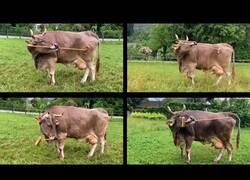 Enlace a Esta vaca aprendió a usar una escoba para rascarse