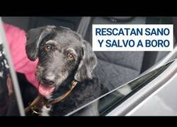 Enlace a Rescatan a Boro, el perro perdido en el accidente de Adamuz