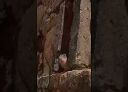 Enlace a Cuando el chef se asoma para ver si todo está a gusto de los comensales