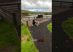 Enlace a Poniendo a prueba el olfato de un Border Collie bajo el agua