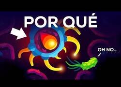 Enlace a ¿Por qué somos inmunes a todas las enfermedades?