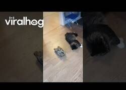 Enlace a Cuando ni siquiera un tanque puede interrumpir tu calma