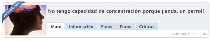 perro,capacidad,concentración,concentrado