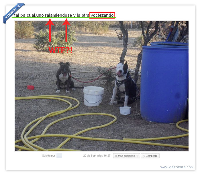 voctezar,se ofrece para montás,perros,canis