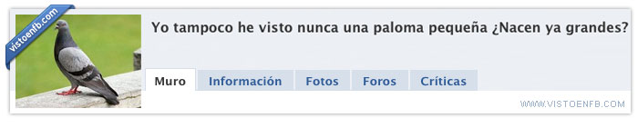 pequeñas,palomas