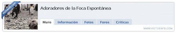 imagenes,humor,grupo,foca,espontanea,adoradores