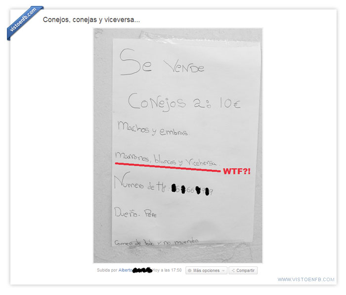 viceversa,pepe,conejos