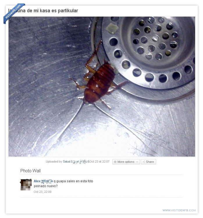 peinado,nuevo,guapa,cucaracha