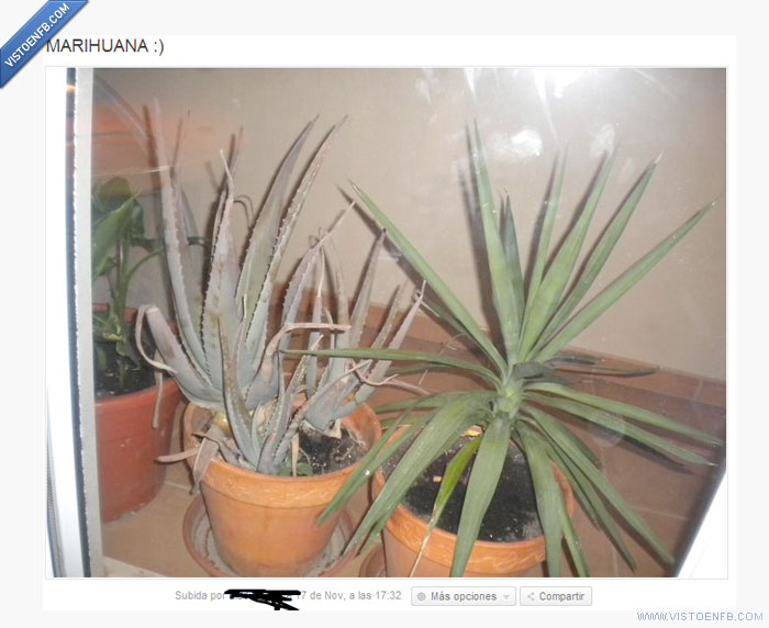 planta,maria,foto,fai