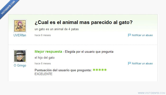 yahoo respuestas,parecido,gato