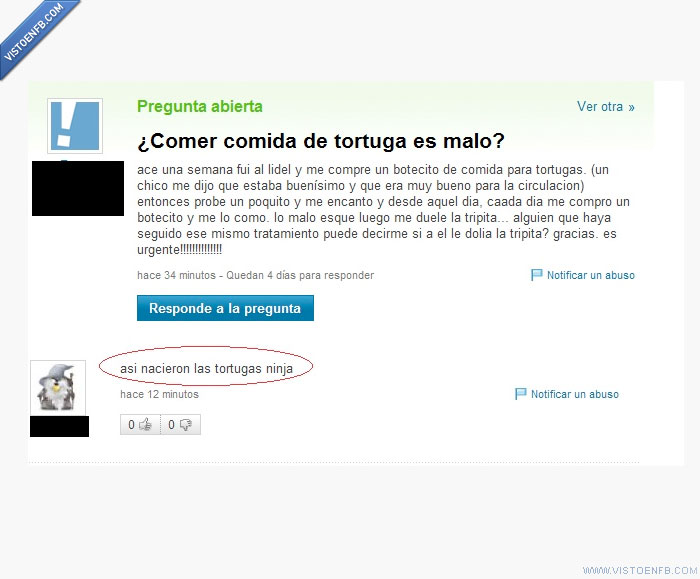 yahoo respuestas,tortugas,comida