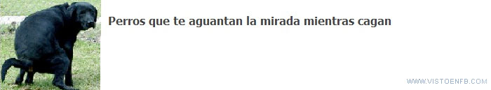 perros,mirada,cagan,aguantan