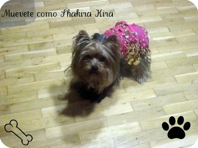 shakira,mascota,estupidez,cani