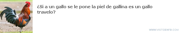 travesti,gallo,gallina