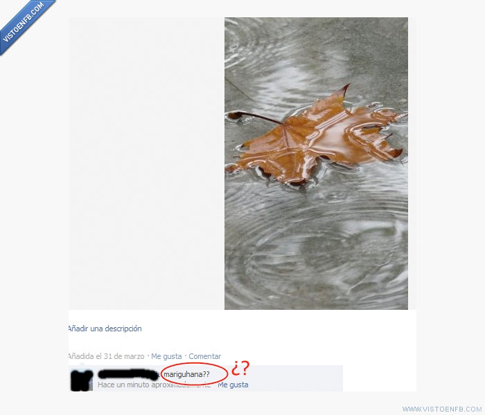 marihuana,hoja,foto,agua