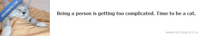 persona,pagina,grupo,gato,facebook