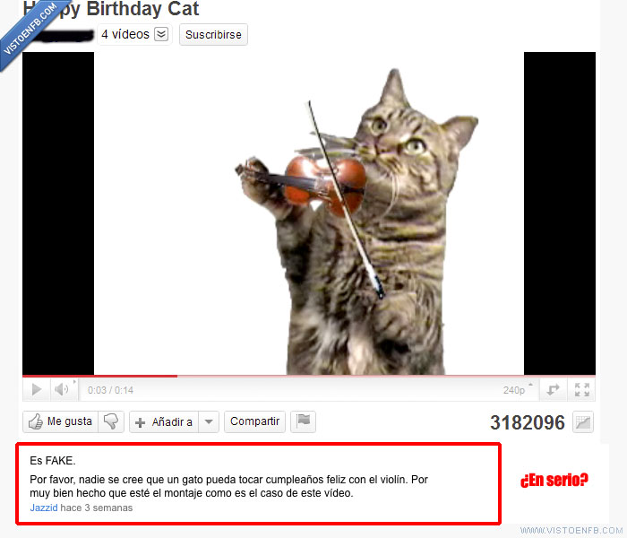 youtube,violín,gato,fake,facepalm
