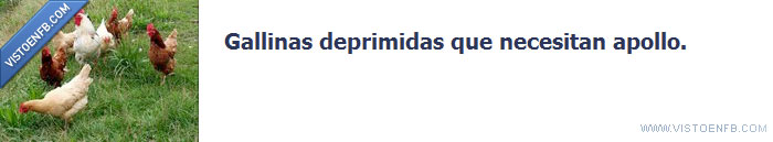 pollos,pollo,gallinas,deprimidas,apoyo