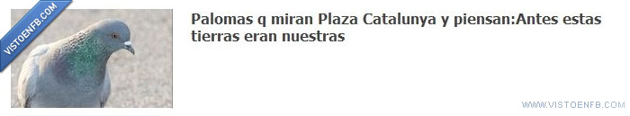 plaza catalunya,palomas,acampada