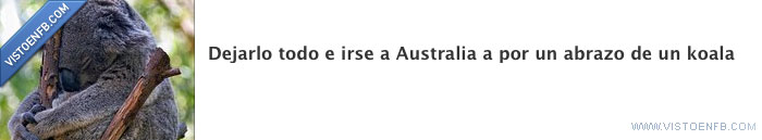 koala,dejarlo todo,australia