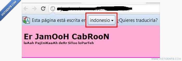 indonesio,google wins,canis