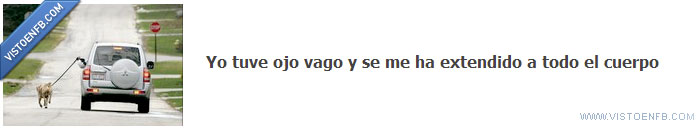vago,perro,pasear,Ojo,enfermedad,coche