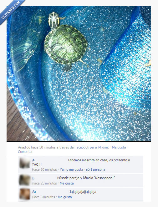 tac,tortuga,mascota