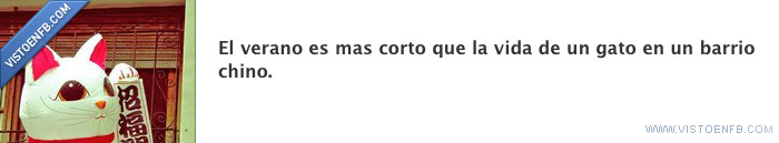 corto,chino,gato,verano