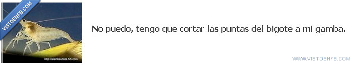 xD,gamba,bigote,excusa