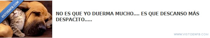 dormir,sueño,perezoso