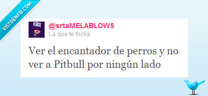pitbull encantador cuatro perros