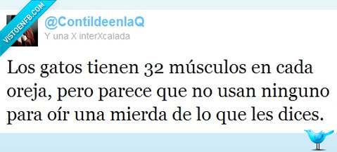 gatos,ni caso,curiosidad,orejas,musculos