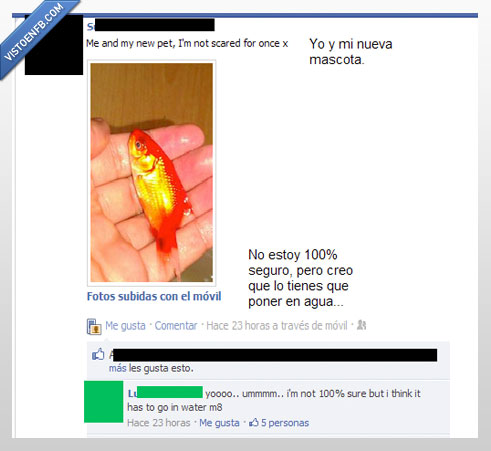 pez,peces,mascota,agua,cuidar