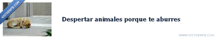 despertar,aburrimiento,animales