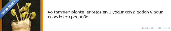 lenteja,plantar,semilla,infancia