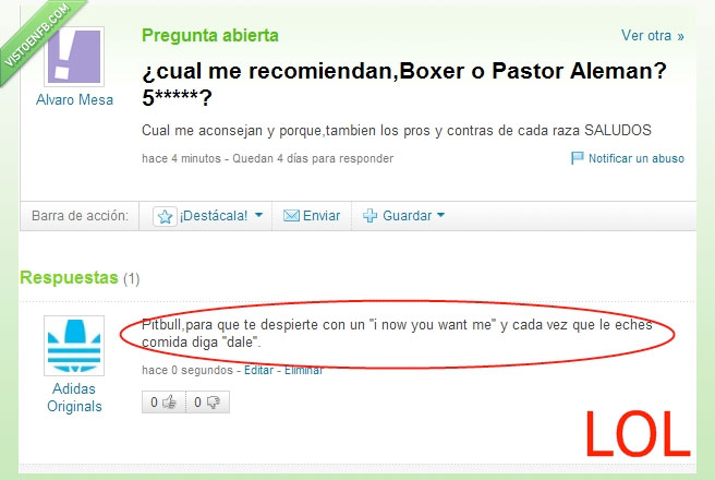 recomendar,comprar,pitbull,dale,perro